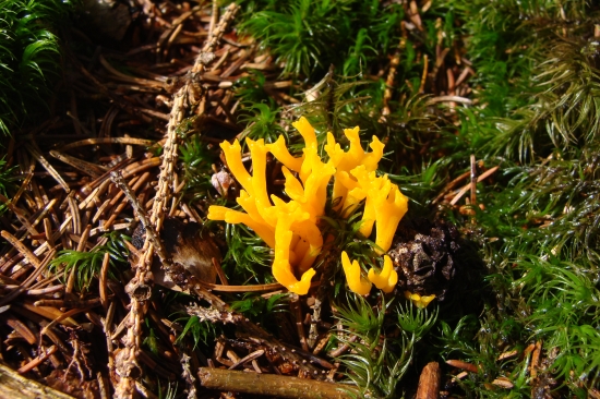 parôžkovec lepkavý