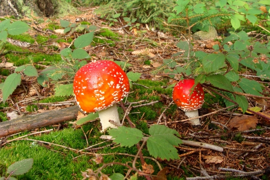 vždy ma upútajú...