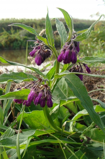 kostihoj na jeseň...