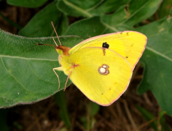 žltáčik ranostajový