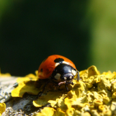 lienka