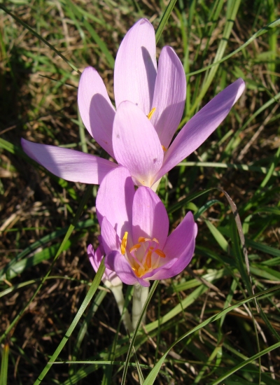 jesienky v slnečných lúčoch...