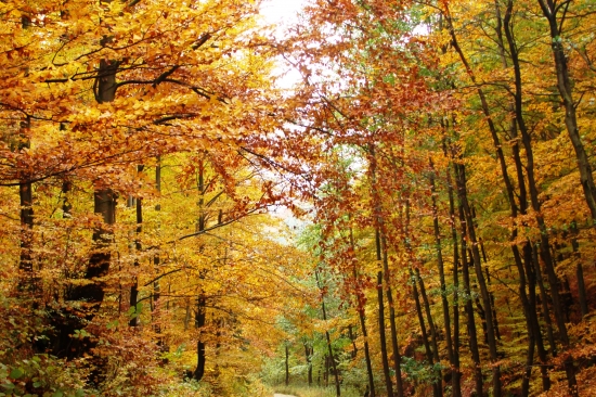 z jesenných potuliek