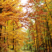 z jesenných potuliek