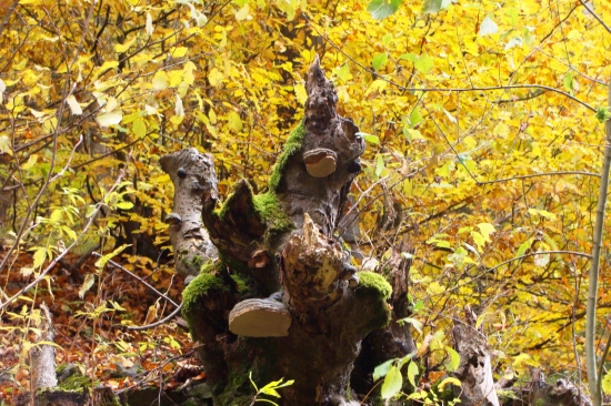 výtvory prírody...