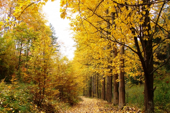 z jesennej vychádzky