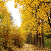 z jesennej vychádzky