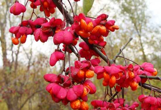 spestrí jesennú prírodu...