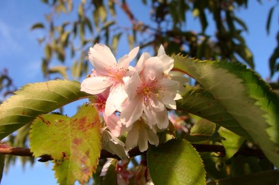 novembrová halúzka...