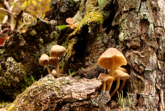 prírodné aranžmá....