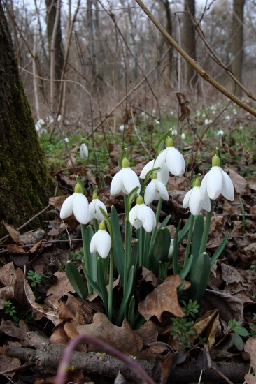snežienky bucľaté...