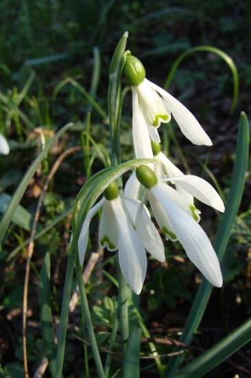 snežienky v plnom rozkvete...
