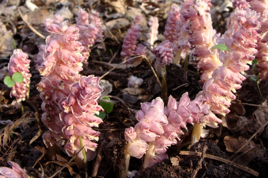 zubovník šupinatý