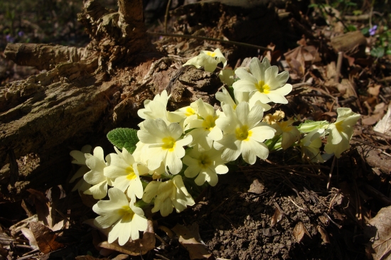 prvosienka bezbyľová