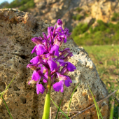 vstavač