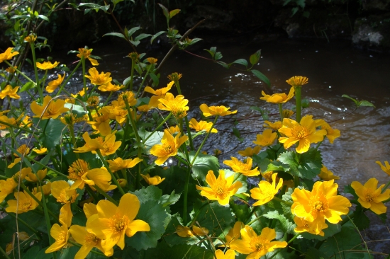 záružlie močiarne