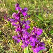 vstavače