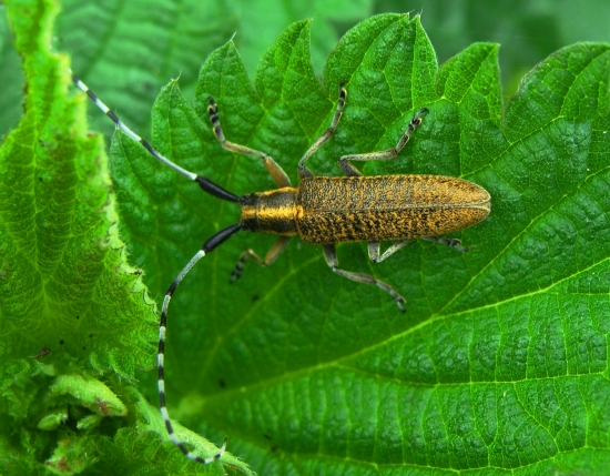 vrzúnik úzkoštíty