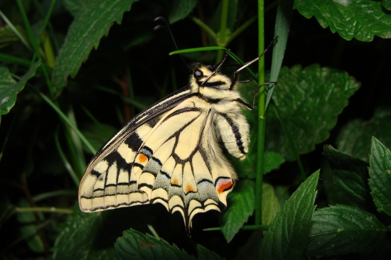 vidlochvost feniklový