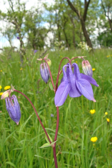 orlíček obyčajný