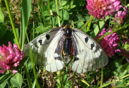 jasoň chochlačkový