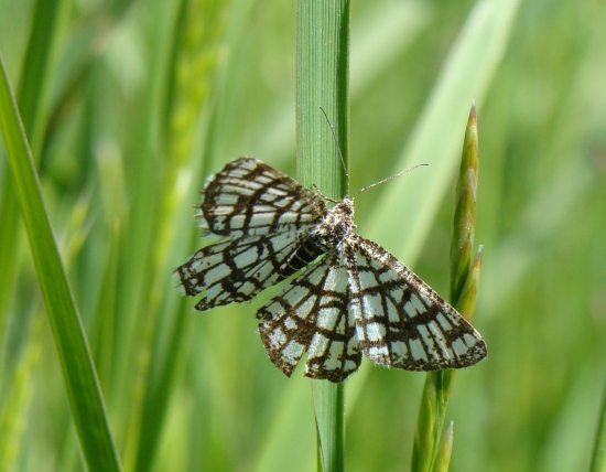 listnatka ďatelinová