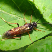 piliarka