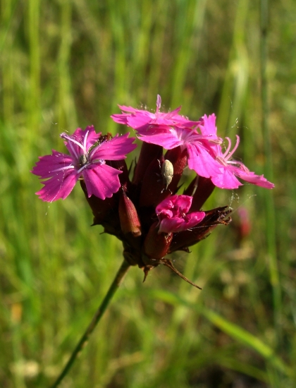 klinček kartuziánsky