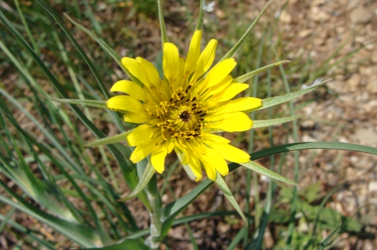 kozobrada východná /Tragopogon orientalis L.