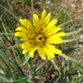 kozobrada východná /Tragopogon orientalis L.