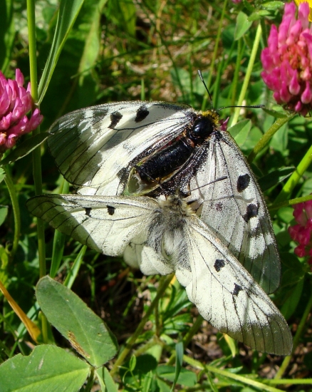 jasoň chochlačkový