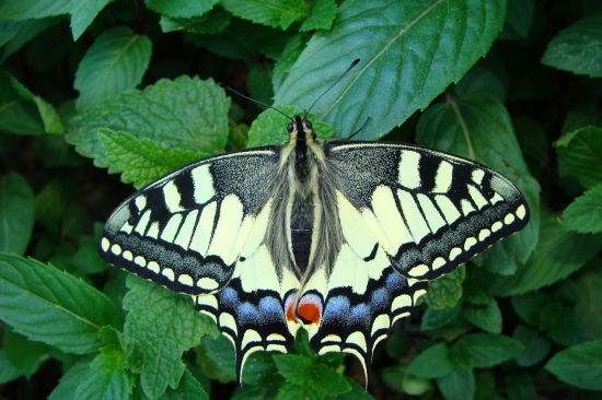 vidlochvost feniklový