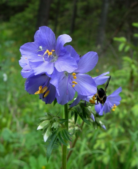 vojnovka belasá /Polemonium caeruleum L.