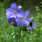 vojnovka belasá /Polemonium caeruleum L.