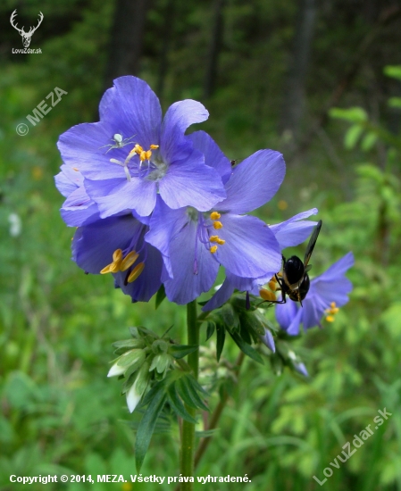 vojnovka belasá /Polemonium caeruleum L.
