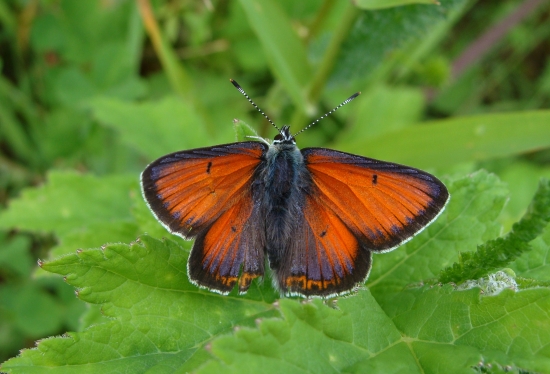 ohniváčik štiavový/Lycanea hippothoe