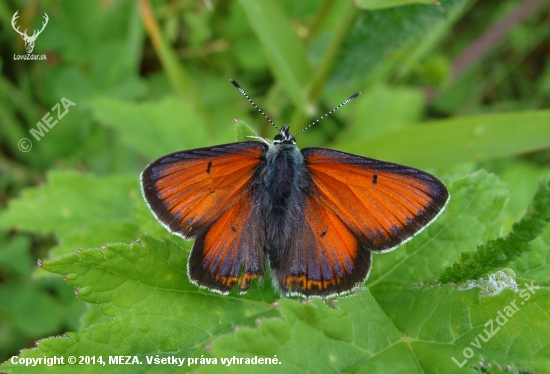 ohniváčik štiavový/Lycanea hippothoe