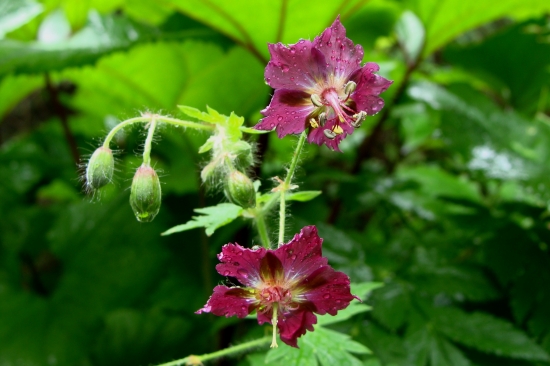 pakost hnedočervený