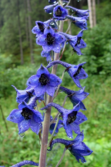 stračonôžka tatranská