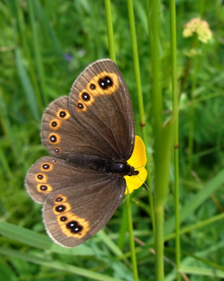 očkáň prstovkový