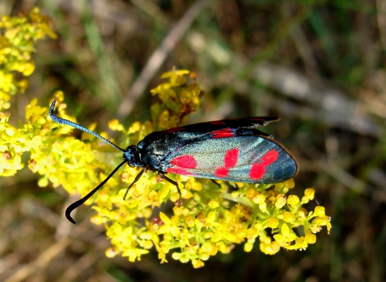 vretienka obyčajná