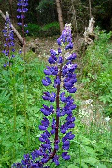 Lupina mnoholistá/Lupinus polyphyllus Lindl.