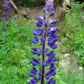Lupina mnoholistá/Lupinus polyphyllus Lindl.