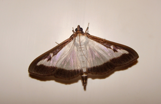 víjačka krušpánová /Cydaline perspectalis