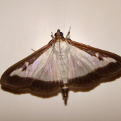 víjačka krušpánová /Cydaline perspectalis