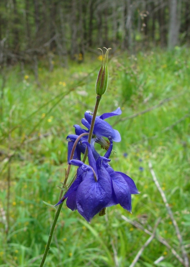 orlíček obyčajný