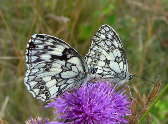 očkáň timotejkový