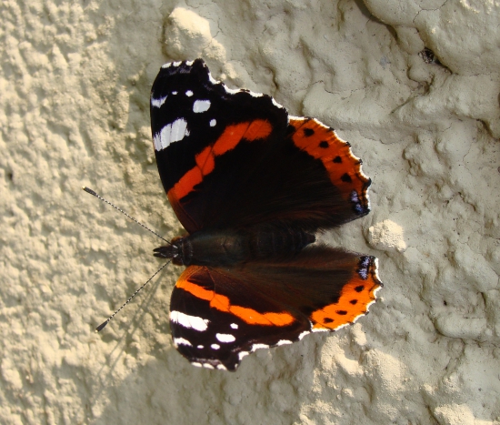 babôčka admirálska