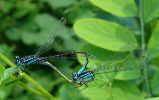 šidielka obyčajné