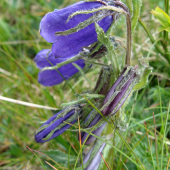 zvonček alpínsky
